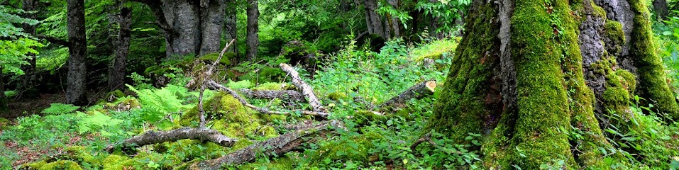 Clinica Dental Baiona Hortz Klinika (Vitoria - Gasteiz)foto