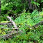 Clinica Dental Baiona Hortz Klinika (Vitoria - Gasteiz)foto